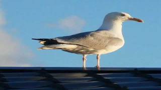 Roofing Penrith call 0434 724 523 in Penrith