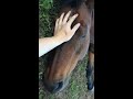 Horse Enjoys Pets while Laying Down