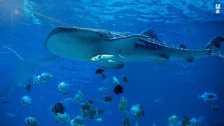 Aquarium 4K VIDEO (ULTRA HD) 🐠 Beautiful Coral Reef Fish - Relaxing Sleep Meditation Music #81