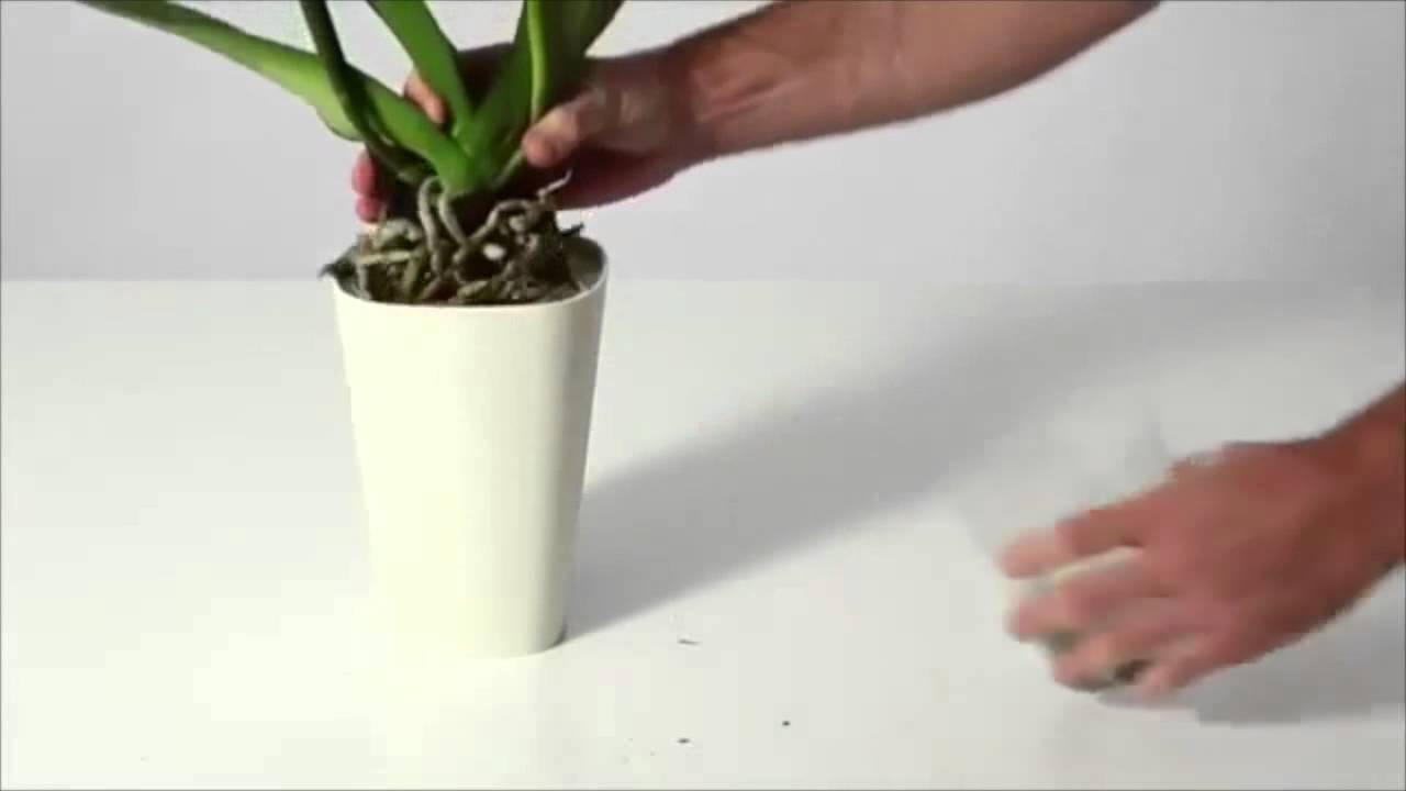 Sky Planter