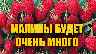 картинка: Малина завалит вас урожаем крупной малины! Подкормка малины для большого урожая!