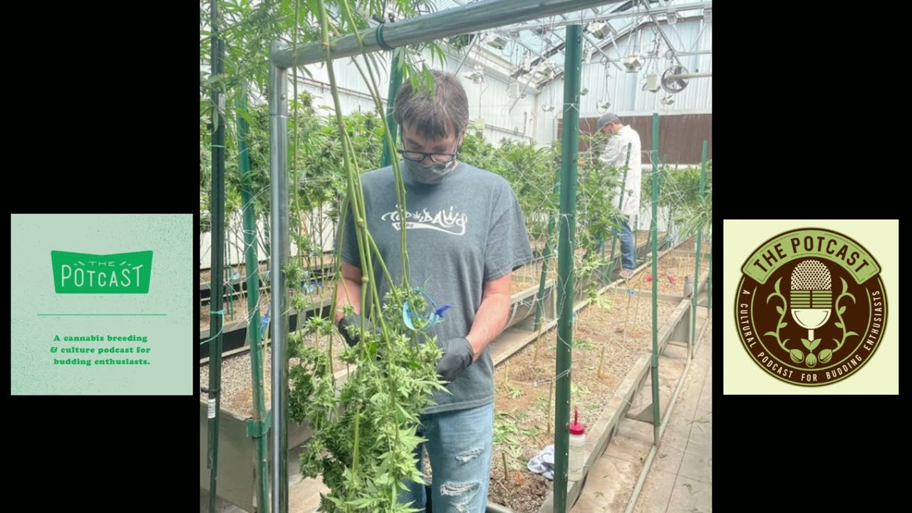 Episode 58.66 ft JJ-NYC of Top Dawg Seeds - 01/09/21 - The Pot Cast