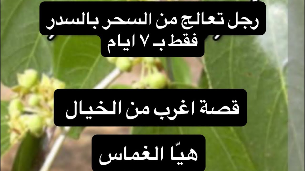 قصة ترويها هيّا الغماس عن رجل تعالج بالسدر من السحر#السدر #علاج_السحر _#ورق_السدر