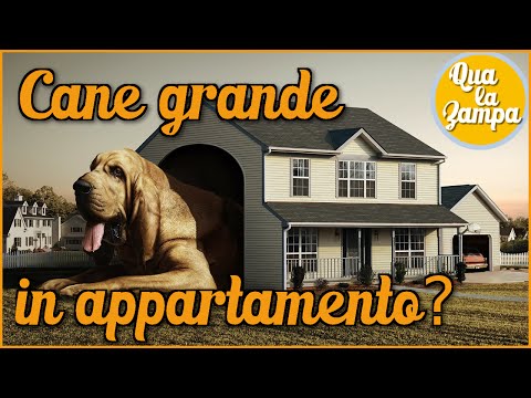 Un cane grande può stare in appartamento? | Qua la Zampa