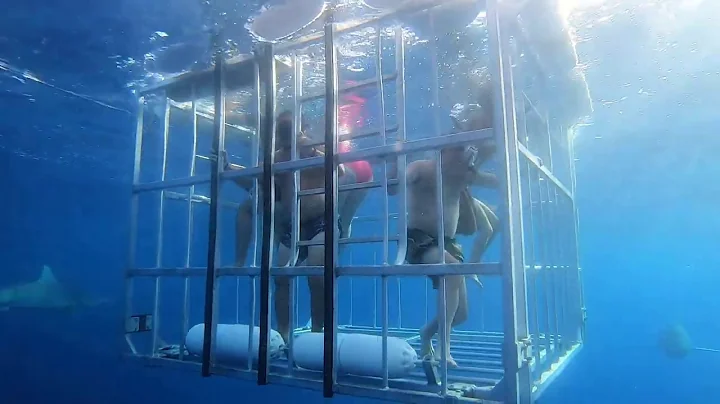 Shark Cage Dive