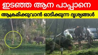 ഇടഞഞ ആന പപപന ഓടകകനന ദശയങങൾ പറതത Elephant Attack Kerala Putru Kovil Parthasarathy