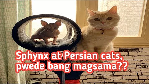 Watch the video about Amazing tokio and her playmate Angela