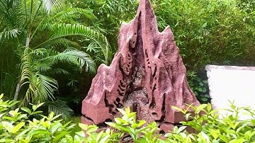 "Explore Gujarat’s Miyawaki Forest by Statue of Unity! 🌱 #NatureLovers"