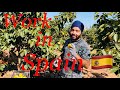 Work in Spain after lockdown || October 2020 || Punjabi in Spain || agriculture || Support farmers