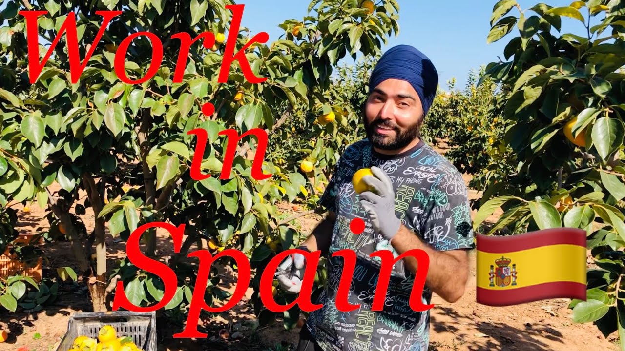 Work in Spain after lockdown | Punjabi in Spain | #travel #spainimmigrants #fyp #punjabiinspain 