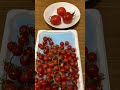 【野菜】マイクロトマト（比較・プチトマト）　[Vegetables] Micro tomatoes (comparison, petit tomatoes)