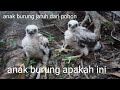 anak BURUNG yg jatuh dari sarang diatas pohon# pidie#sigli