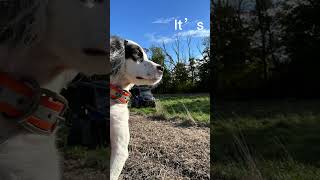 Cute English setter puppy! #dog #puppy #gundog #huntingdog