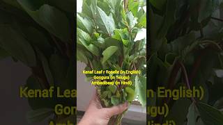 Kenaf-Rosella R Ambadibaaji R Gonguratelugu Chitrannam