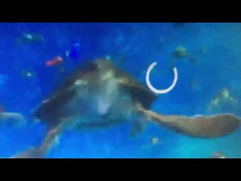 Finding Nemo - East Australian Current Journey