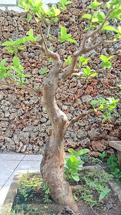 Bonsai jambu biji (bahan)#081259120020