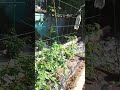 Meu tomatinho cereja