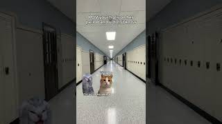 Mr.Cat friend has bad temper #cat #catstory #funny #memes #pov #catlaughs #catworld #classicmeme