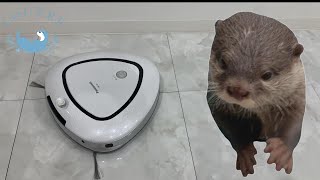 【双子のカワウソ】おだしとおつゆとお掃除ロボット　Otter　Odashi ＆ Otsuyu and cleaning robot