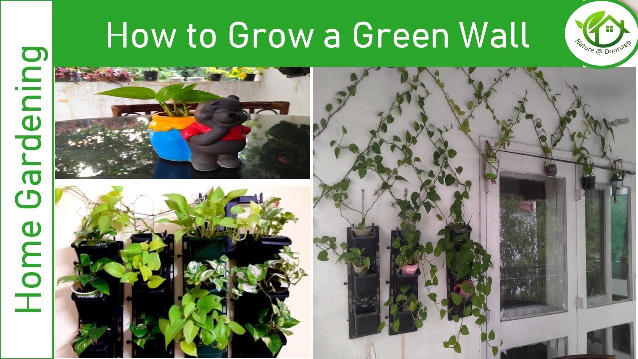 Wall of Life| Grow Green Wall |Vertical Garden |Money Plant |DIY Garden