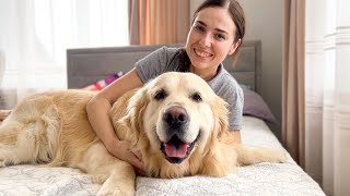 What a Golden Retriever does to get attention from his Mom