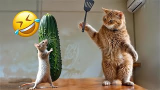 Hilarious Cats and Dogs😹🐶Funniest Animals 2024😻Part 17