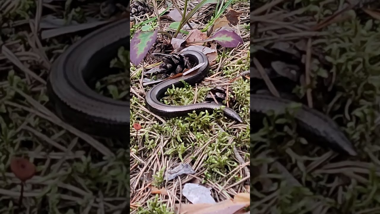 Lovely Snake in the Forest 