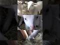 мої маленькі улюбленці #ягнята #вівці #сільськегосподарство #тваринництво #влог