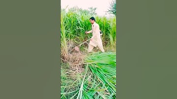 long grass cutting with brush cutter||complete video in comments