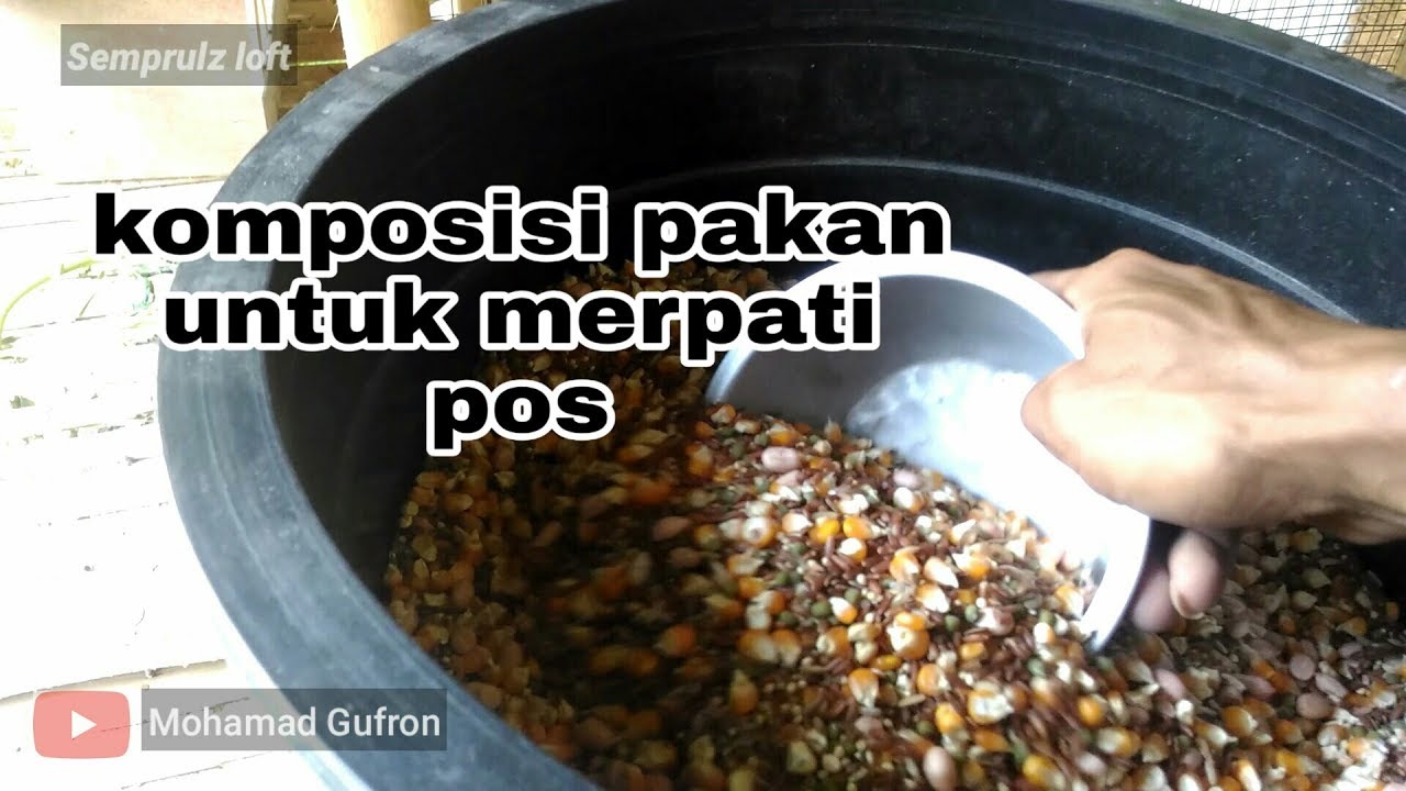 Komposisi pakan untuk merpati pos - YouTube