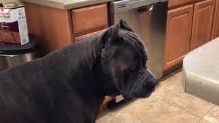 Lord Loki Cane Corso — Where is my toy??