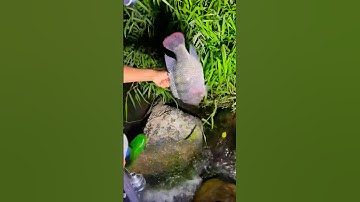 Cá Lớn - Bắt cá bằng nỏ dây thun 😱 #khacthuyvlogg