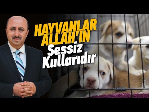 Hayvanlara Zarar Verenlerin Başına Gelecekler!  | Ömer Döngeloğlu