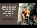 No more misbehaving dog get control of your dog in minutesrescueani