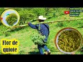 El quiote y sus Flores las Delicias del Maguey 🍲 Almuerzo en el cerro  🌿