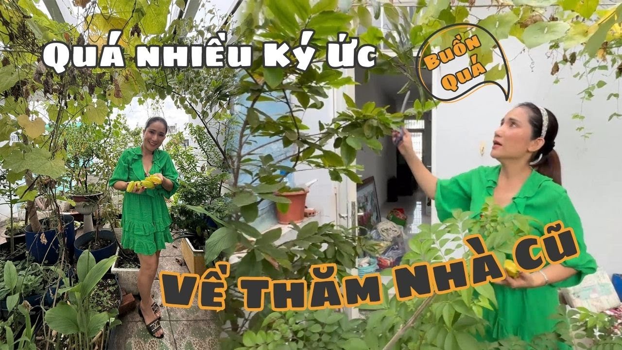 CÁT TƯỜNG buồn MUỐN KHÓC khi về thăm NHÀ CŨ!!!