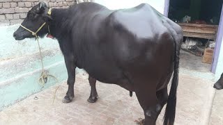 Indian murrah Buffalo 1st time on my YouTube channel || Rampal Dairy farm from India haryana