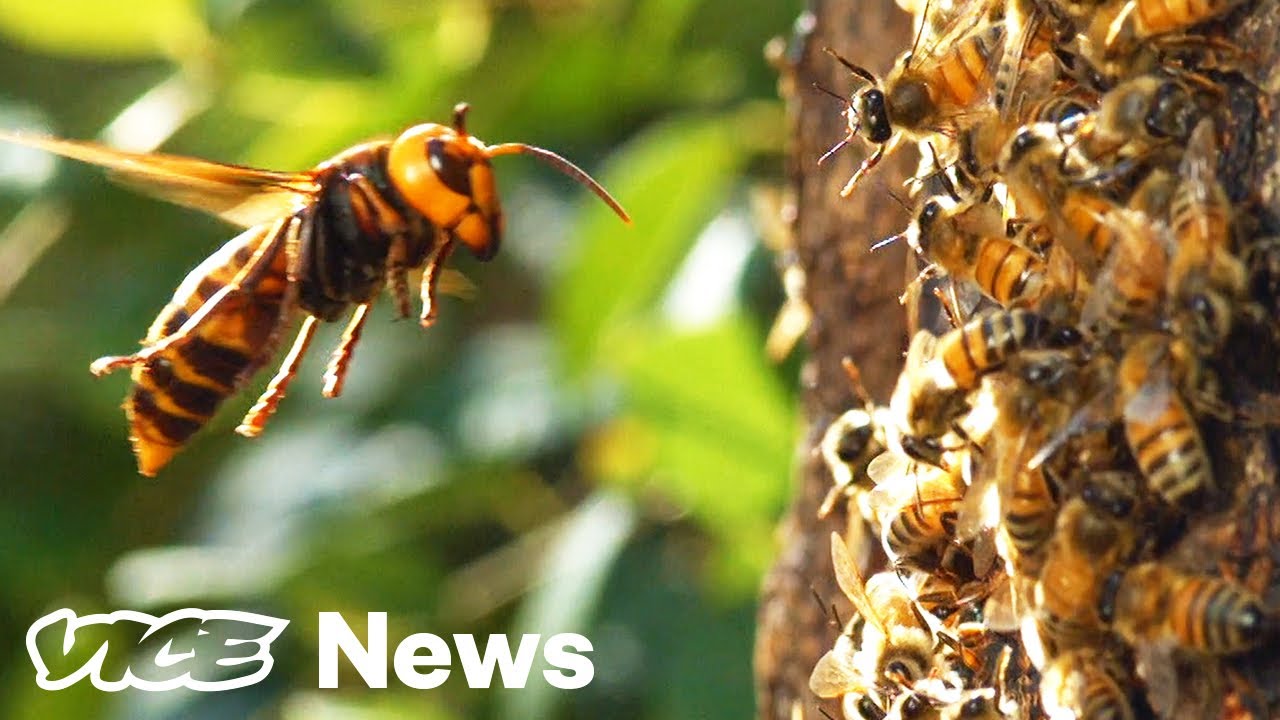 An invasive hornet that hunts honeybees is spotted in the U.S. for ...