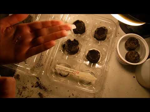 Video: Drumstick Allium Care - Cách trồng Bóng đèn Allium bằng dùi trống