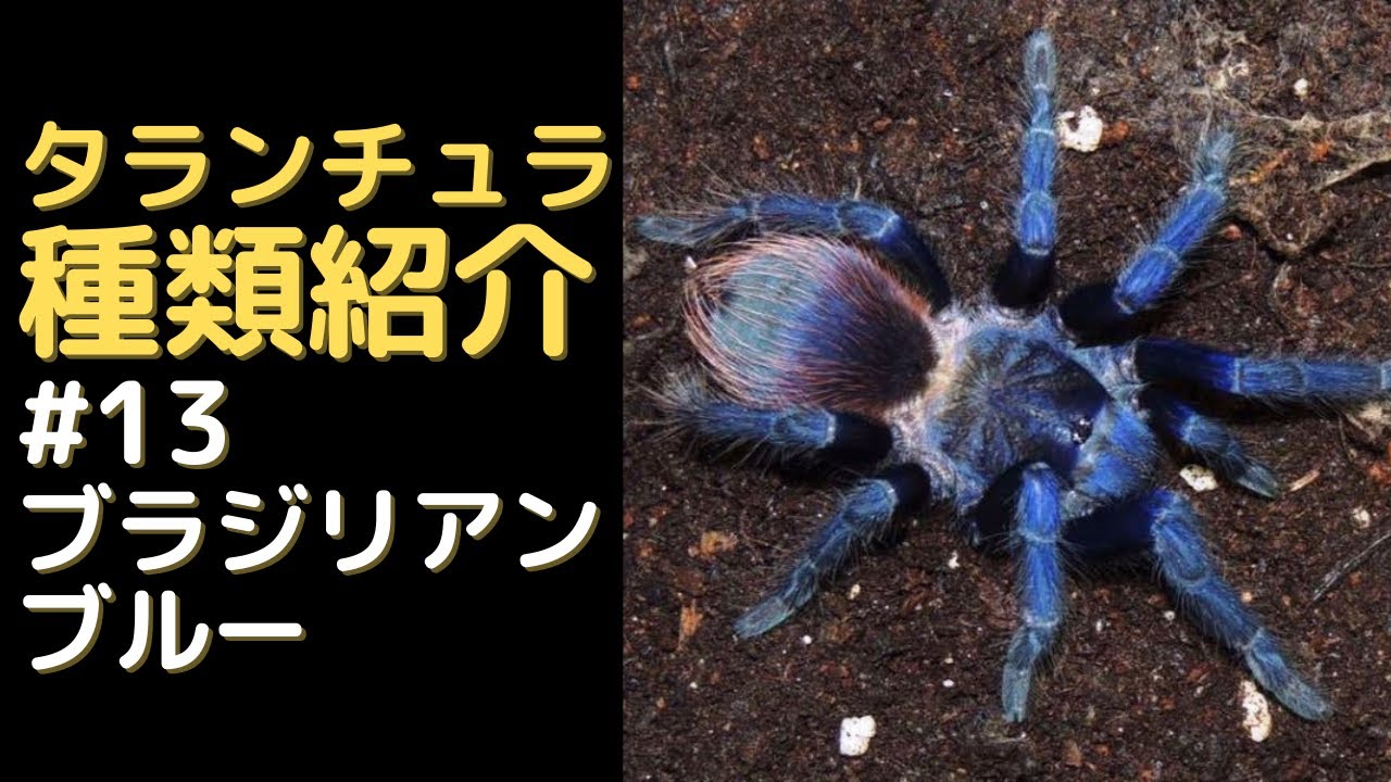 Introducing the Brazilian Blue and how to raise it [Tarantula Introducing the Brazilian Blue and how to raise it [Tarantula