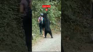 دب  يمارس  الجنس مع فتيات Bear having sex with girls   #shorts