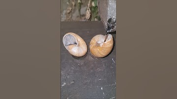 The best short film that is poured into a long-dead snail shell. #hangseanghong