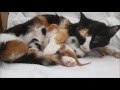 First four days of the lives of newborn kittens and mother cat Lotje