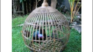 SUARA AYAM HUTAN JANTAN | JERNIH DAN KERAS