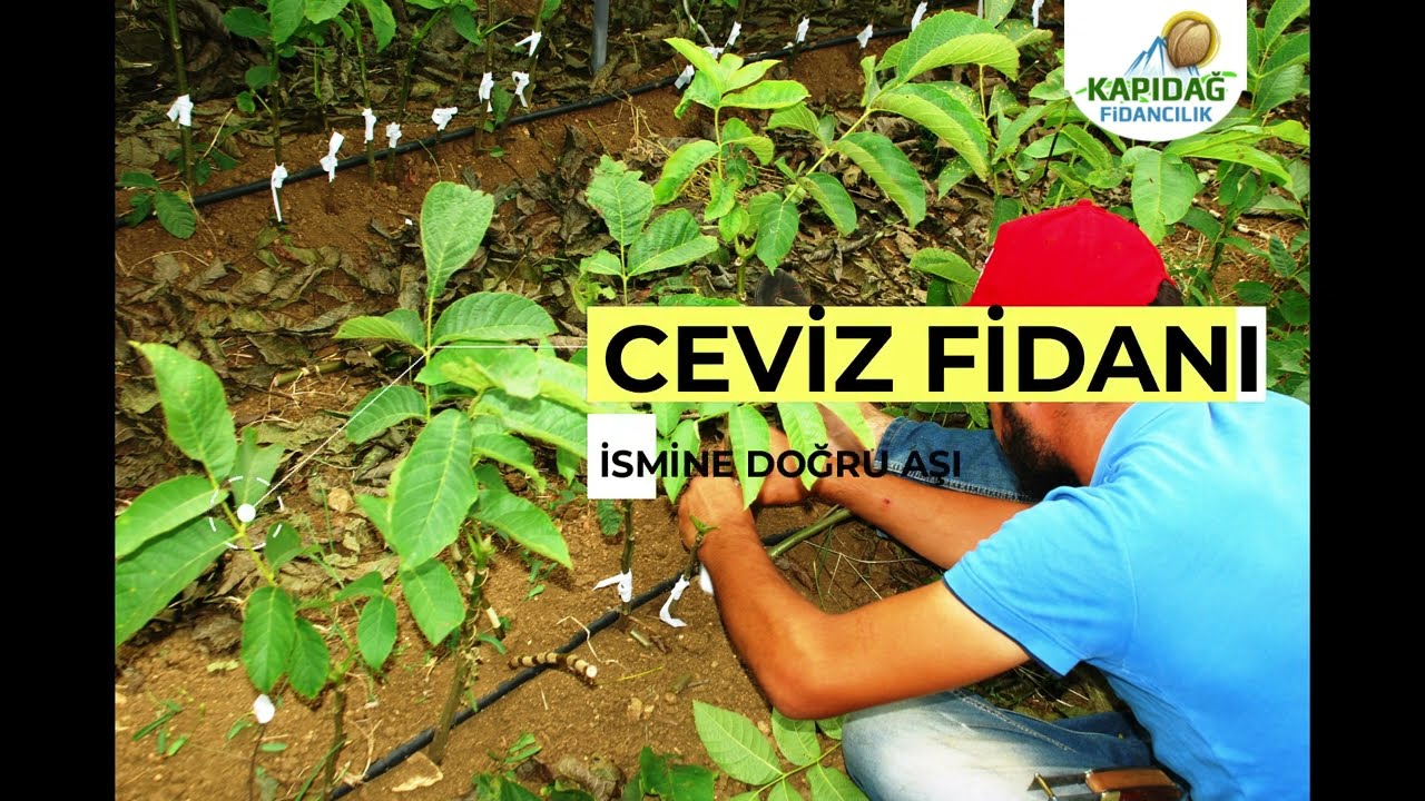 Aşılı Ceviz Fidanı İsmine Doğru Sertifikalı Chandler ve Fernor Çeşitleri Kapıdağ Fidancılık'ta