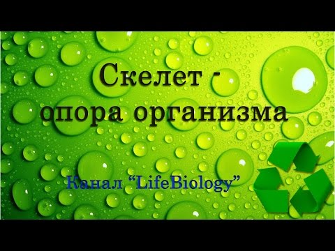 Скелет - опора организма