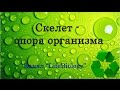 Скелет - опора организма