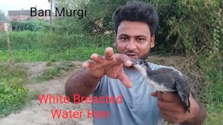 White Breasted Water Hen/ Ban Murgi Ki Puri Jankari #AnimalKingdomIndia #water bird screenshot 5