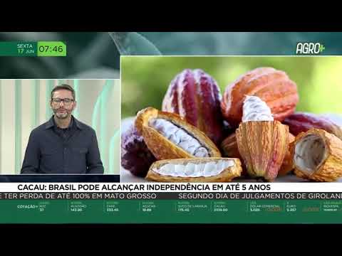 Cacau: Brasil pode alcançar independência em até 5 anos | AgroMais