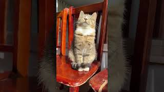 Download Lagu Mood right now! #funnycats #entertaininganimals MP3